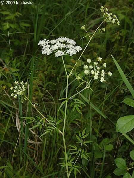 Poison Water Hemlock, Water Hemlock Tattoo, Hemlock Flower, Hemlock Aesthetic, Poison Path, Mystical Waterfall, Flowers Reference, Poison Plants, Water Hemlock