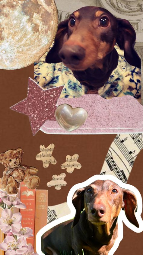 #dog #dachshund Dachshund Wallpaper Iphone, Dachshund Aesthetic, Dachshund Wallpaper, Brown Dachshund, Cute Dog Wallpaper, Dachshund Art, Y2k Wallpaper, Weenie Dogs, Cool Wallpapers For Phones