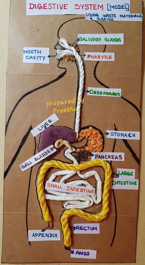 Human Body Science Projects, Vetenskapliga Experiment, Human Body Projects, Human Body Science, Science Models, Biology Projects, مشروعات العلوم, Science Crafts, Science Projects For Kids