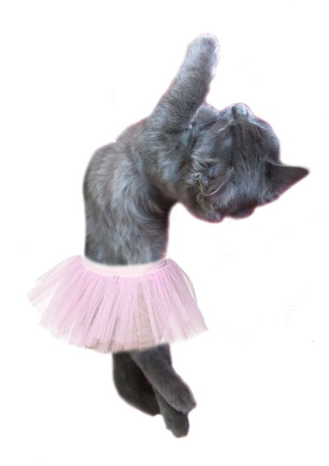 Funny kitten dancing :) Funny Ballet Pictures, Kitten Dancing, Funny Ballet, Punk Concert, Funny Kittens, Ballet Pictures, Teen Daughters, Favorite Animals, Kittens Funny