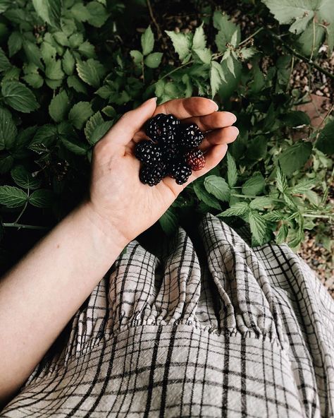 Taryn on Instagram: “Worth the multitude of cuts from thorns and the burr stickers in my socks? I’m undecided 🤔 But I could never pass up an opportunity to…” Dream Homestead, Blackberry Bramble, Blackberry Picking, Blackberry Farms, Smell Of Rain, Berry Good, Types Of Herbs, Dream Jobs, Fried Green