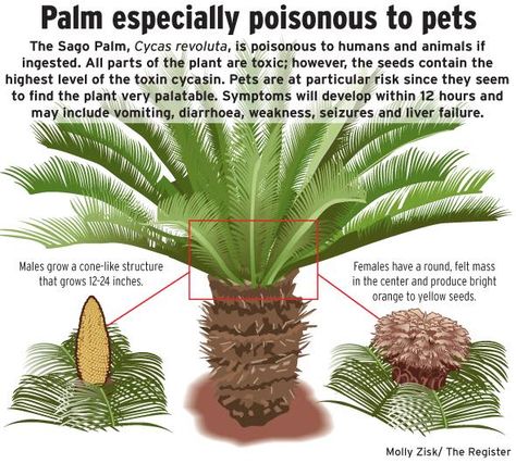 Did you know Sago Palm can be poisonous to both humans and pets??  Sago palm is extremely poisonous to both humans and animals if ingested. Pets are at particular risk since they seem to find the plant very palatable. Clinical symptoms of ingestion will develop within 12 hours and are severe, often involving toxic liver disease characterized by jaundice, vomiting, excess abdominal fluid, and possibly bruising or bleeding disorders. Sago Palm Tree, Palm Trees Landscaping, Sago Palm, Poisonous Plants, Outdoor Gardens Design, Landscaping Plants, Tropical Garden, Tropical Plants, Green Thumb