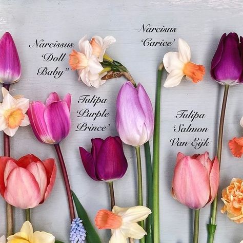 Kate Halls on Instagram: "Witterings - Spring sorbet 🍧 love these colours so much, I’m going to fill my beds with them next year . They look great with the zingy spring greens of euphorbia and new leaf growth of deciduous shrubs. At work we have this collection in a huge pot but we have too many daffs to tulips , they’ve watered down the  boldness of the tulip colours, so I reckon next year will be twenty percent daffs to eighty percent tulips . 
A bit of a grey day again , I’m off work today so I shall be hiding out in the weaving barn again , no surprises there .  I’m also going to make a batch of these sweet bites my gardening friend  Sonia recommended , dates , almonds , oats and ginger blitz together and cooked for ten minutes . I think I’ll add pumpkin and chia seeds too .  She gave Tulip Colours, Flower Varieties, Tulip Colors, Sweet Bites, No Surprises, Off Work, Work Today, Spring Green, New Leaf