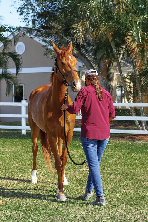 Groundwork Exercises to Improve Communication - Horse Illustrated Groundwork For Horses, Horse Groundwork, Training Horses, Horse Running, Ground Work For Horses, Horse Lead, English Horse, Horse Trainer, Improve Communication