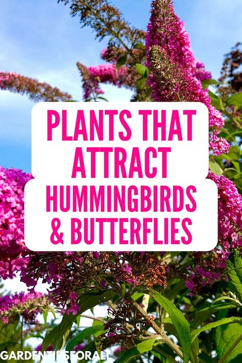 What Attracts Hummingbirds, Flowers That Attract Hummingbirds And Butterflies, Butterfly Gardens Perennials, Hummingbird Attracting Flowers, Flowers For Hummingbirds And Butterflies, Hummingbird Planter Ideas, Butterfly Plants Perennials, Hummingbird Garden Ideas, Butterfly And Hummingbird Garden