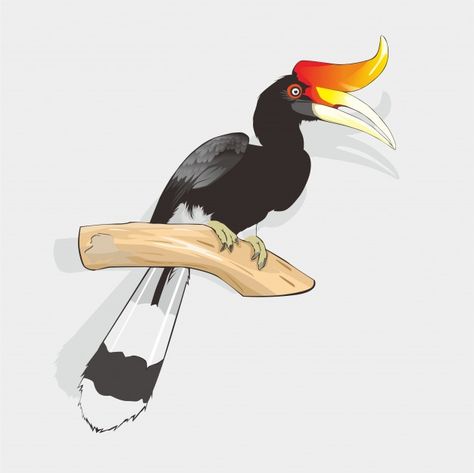 Hornbill Bird, Illustration Bird, Bird Vector, Cherub Tattoo, Kindergarden Activities, Targaryen Art, Indonesian Art, Fashion Design Collection, Poster Drawing