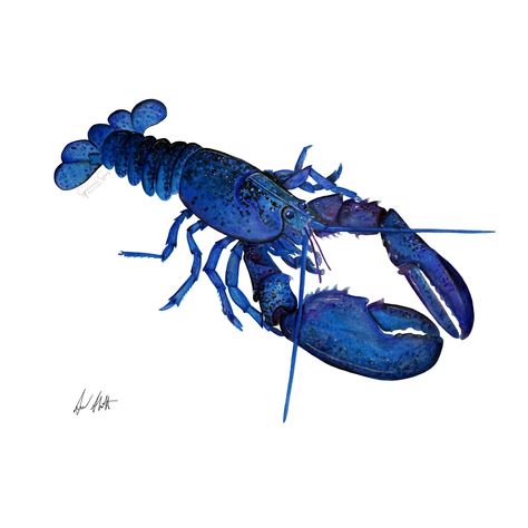 England Coast, New England Coast, Maine Lobster, Giclee Art Print, Marine Life, New England, Giclee Print, Maine, England