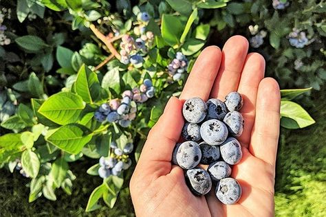 17 Best Things to Do in Holland, MI (for 2024) Things To Do In Holland, Blueberry Patch, Blueberry Picking, Blueberry Farm, Holland Michigan, Blue Berries, South Haven, Big Lake, Tulips Garden