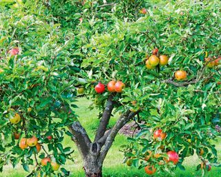 Landscaping Around Fruit Trees, Fruit Trees Garden Design, Small Front Yard Landscaping Ideas, Fruit Tree Garden, Trees For Front Yard, Boost Curb Appeal, Small Front Yard Landscaping, Small Front Yard, Video Garden