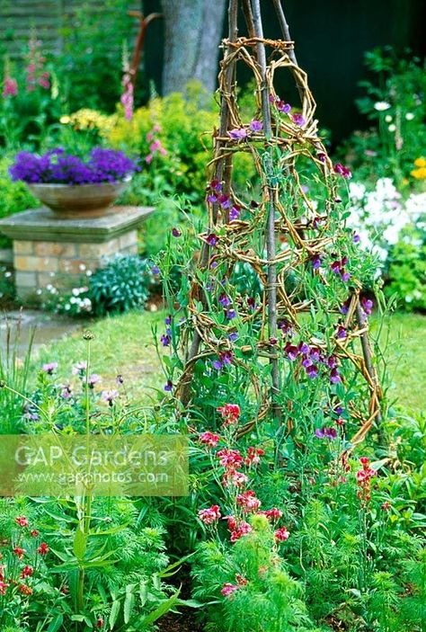 Decorative wigwam for sweet peas - The finished obelisk makes a fine focal point Rice Image, Plant Photography, Sweet Peas, Fruit Garden, Garden Theme, Screened Porch, Small Garden, Sweet Pea, Garden Arch