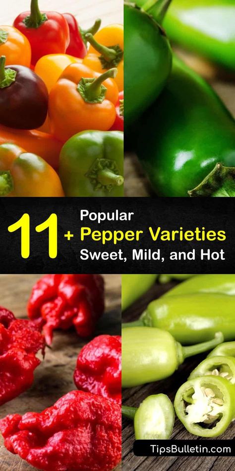 Learn about the different types of peppers and how they differ in appearance, flavor, and heat index. The Ancho pepper has a smokey taste, and the bell pepper is a sweet pepper, while the Ghost pepper is a hot pepper with high Scoville heat units. #pepper #varieties #types Ancho Peppers, Pepper Varieties, Hot Pepper Recipes, Fried Peppers, Paprika Pepper, Types Of Peppers, How To Make Chili, Long Pepper, Stuffed Anaheim Peppers