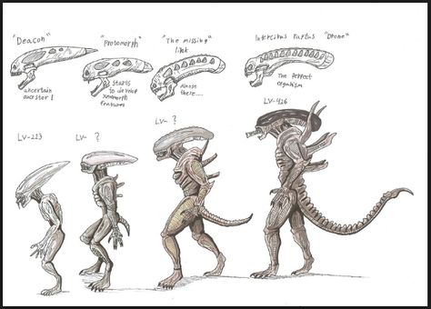 xenomorph types Xenomorph Types, Alien Prometheus, Aliens Xenomorph, Aliens Colonial Marines, Giger Alien, Giger Art, Creature Fantasy, Alien Isolation, Arte Alien