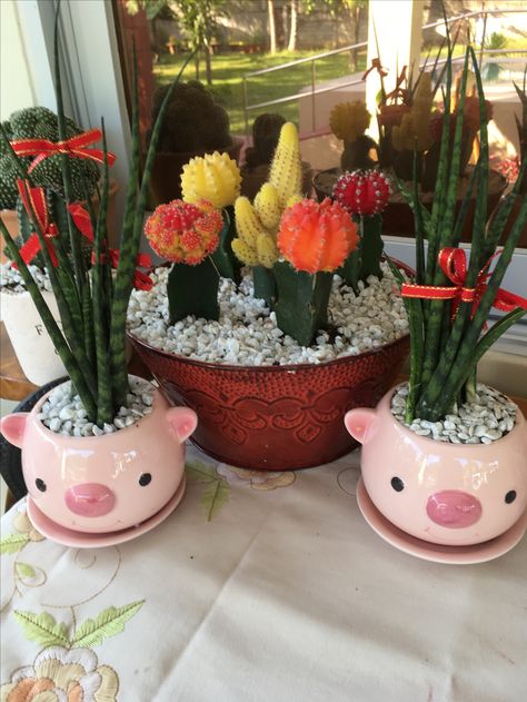 Moon cactus Moon Cactus, Succulent Ideas, Quiet Life, Garden Ideas, Outdoor Space, Succulent, Planter Pots, Cactus, Moon