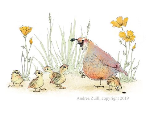 Quail Illustration, Quail Drawing, California Quail, Quails, Family Drawing, Mural Ideas, Illustration Portfolio, Drawing Digital, Drawing Projects