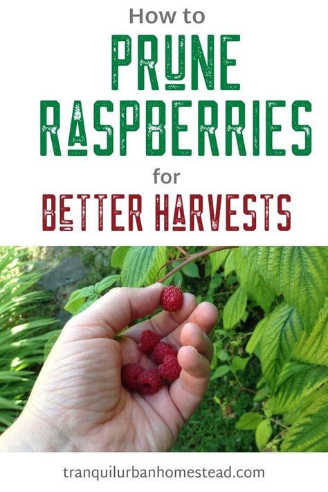 Are you indimidated by any kind of pruning? Does pruning raspberries overwhelm you? It's an important autumn or winter task and is relatively easy to do. #raspberries #pruning Vermont Gardening, Raspberry Garden, Mini Homestead, Pruning Raspberries, Raspberry Trellis, Raspberry Bushes, Farm Fruit, Raspberry Canes, Pruning Plants