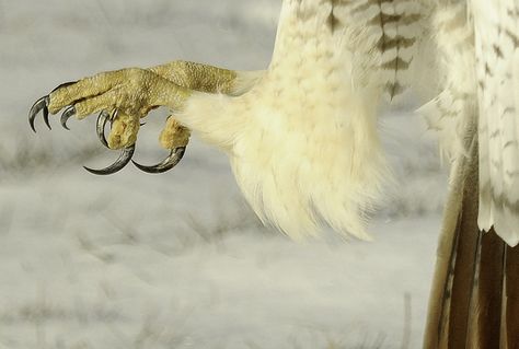 Talons Reference, Bird Talons, Hawk Aesthetic, Red Tail Hawk, Red Tailed Hawk Aesthetic, Red Tail Hawk Painting, Red Tailed Hawk Painting, Red Tailed Hawk Photography, Red Tailed Hawk Watercolor