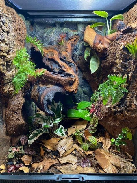 Bioactive Reptile Enclosure, Crested Gecko Vivarium Ideas, Arboreal Tarantula Enclosure, Crested Gecko Bioactive Terrarium, Bioactive Enclosure, Crested Gecko Vivarium, Frog Enclosure, Chameleon Terrarium, Crested Gecko Habitat