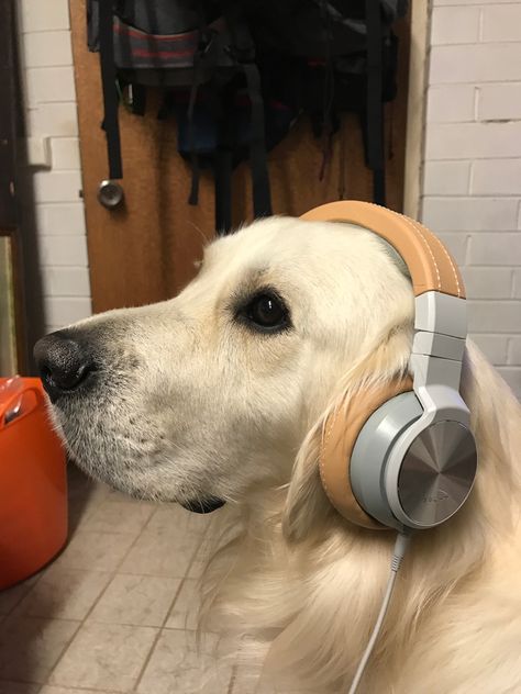 Playlist Covers Photos, Wearing Headphones, Silly Dogs, Silly Animals, Baby Puppies, Life Pictures, Really Funny Pictures, Dog Photos, 귀여운 동물