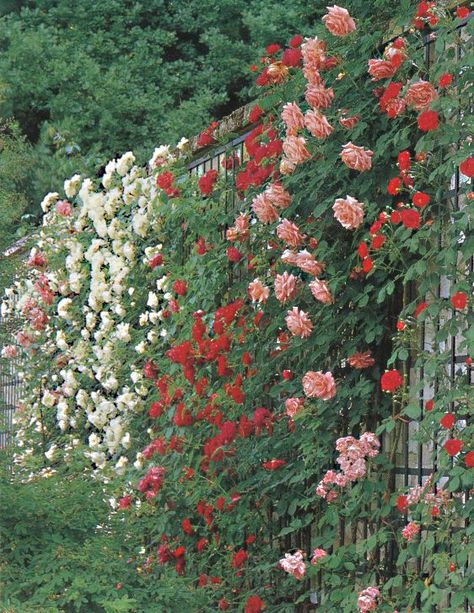 Upgrade Your Climbing Rose Gardens Ideas | Home Decor
rose garden ideas,rose gardening ideas,roses garden ideas,rose gardens ideas
garden,rose,rose garden wedding,cottage garden,roses garden landscape
rose garden landscape,rose gardens landscape,flower garden,dream garden,secret garden
english cottage garden,rose flower,rose garden,roses  garden,climbing rose,beauty garden Rose Fence, Flower Fence, Knockout Roses, Trellis Fence, Metal Trellis, Columnar Trees, Climbing Flowers, Rose Trellis, Gardens Ideas