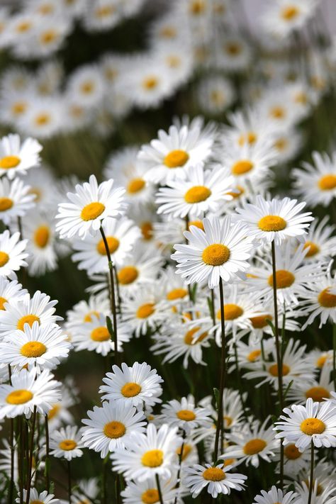 Oxeye Daisy, British Wild Flowers, Eye Flower, Bee Friendly, Attract Pollinators, Wildflower Garden, Meadow Flowers, Growing Seeds, Wildflower Seeds