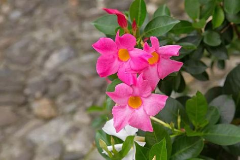 Mandevilla Vines for Sale - Buying & Growing Guide - Trees.com Brazilian Jasmine, Mandevilla Vine, Hydrangea Tree, Big Leaf Hydrangea, Hydrangea Shrub, Smooth Hydrangea, Panicle Hydrangea, Climbing Hydrangea, Jasmine Plant