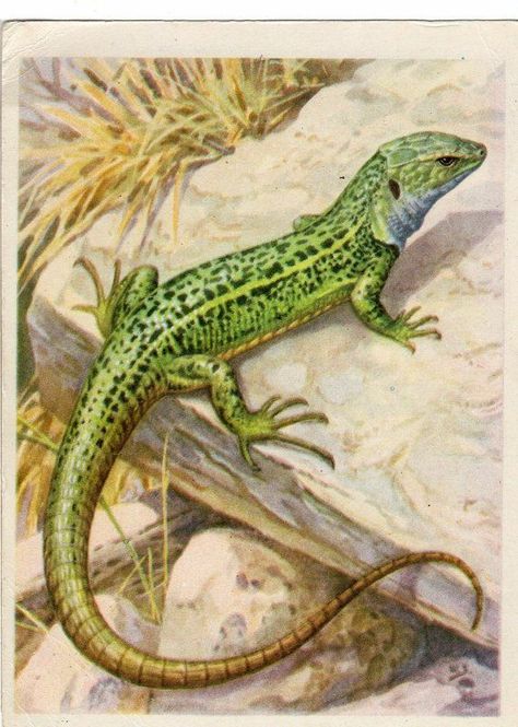 Green Lizard, Cheap Art, Matchbox Art, Flower Art Drawing, John James Audubon, Desenho Tattoo, Scientific Illustration, Creature Concept Art, Reptiles And Amphibians