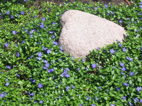 Vinca minor - common names are "Creeping Myrtle" and "Periwinkle." It is a WONDERFUL evergreen perennial groundcover with small glossy dark green leaves that look attractive all year. In the spring it gets covered in small lavender-blue (periwinkle!) flowers. It is pest free and has shallow roots that enable it to spread easily. It seems to grow just as well in shade as part sun but with fewer flowers in the spring. It naturally spreads indefinitely. You can see in this picture how it could cove Creeping Myrtle Ground Cover, Myrtle Ground Cover, Periwinkle Ground Cover, Creeping Myrtle, Ground Cover Shade, Periwinkle Plant, Backyard Homesteading, Edging Stones, Root Plants