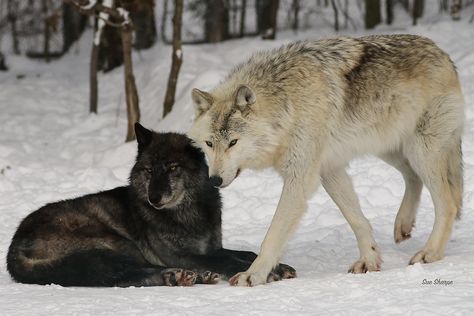 Wolves Laying Down, Two Wolves Aesthetic, Wolves Playing, Humans Photography, Wolves Photography, 2 Wolves, Wolf Mates, Grey Wolves, Wolf Poses