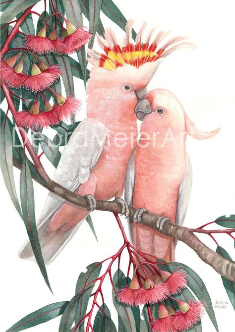 This gorgeous Pink Cockatoo pair are perched amongst some Australian pink gumblossoms called Eucalyptus Leucoxylon Rosea. The contrast of the rose pink and olive green in the Gumleaves creates a striking colour contrast which adds visual interest and excitement to your painting. The original Pink Cockatoo pair painting was lovingly rendered in watercolours and is a fitting tribute to one of our favourite Australian birds. The Pink Cockatoo lives in arid to semi- arid inland areas of Australia. T Pink Cockatoo Painting, Bird Couple, Pink Cockatoo, Birds Of Australia, Australian Painting, Artwork Gifts, Australian Birds, My Art Studio, Bird Art Print