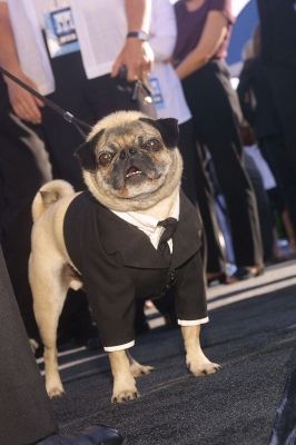 Frank the Pug from the Men In Black movie Frank The Pug, Pugs In Costume, Black Pug Puppies, Doug The Pug, Tommy Lee Jones, Black Pug, A Pug, Men In Black, Dvd Box