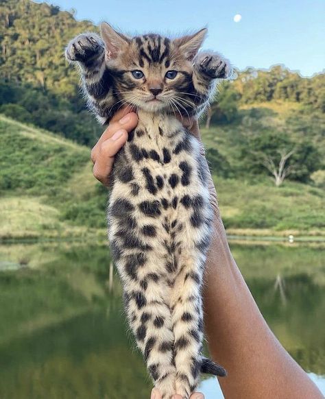 Gato Bengali, Bengal Kitten, Bengal Cats, Söt Katt, Gorgeous Cats, Cute Cats Photos, Adorable Cats, Pretty Animals, Fluffy Animals