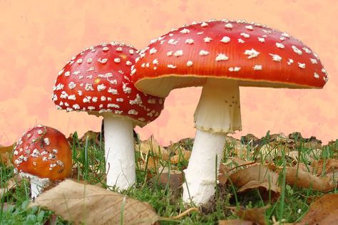 Amanita muscaria Mushroom: A Trippy Guide | DoubleBlind Mag Amanita Phalloides, Origin Of Christmas, Fly Agaric Mushroom, Poisonous Mushrooms, Cnidaria, Mushroom Pictures, Edible Mushrooms, Mushroom Fungi, Seni Cat Air