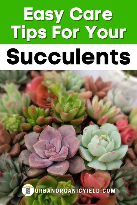 Succulent Care Indoor, Taking Care Of Succulents, Succulent Care Tips, Care For Succulents, Horticultural Therapy, How To Water Succulents, Shadow Garden, Succulent Landscape Design, Succulent Landscaping