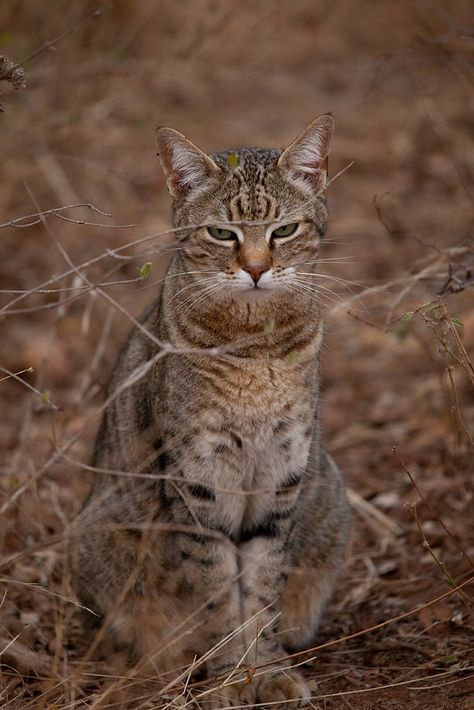 i am so dashing | Nida Bockert | Chad Bockert | Flickr African Wildcat, African Wild Cat, Wild Cats, Animals