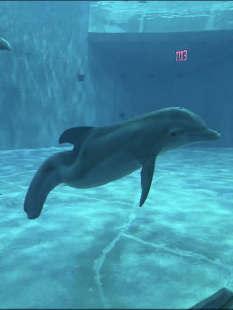 Winter Dolphin, Winter The Dolphin, Ocean Videos, Dolphin Tale, Clearwater Marine Aquarium, Dolphin Tail, Undersea World, Beautiful Sea Creatures, Marine Aquarium