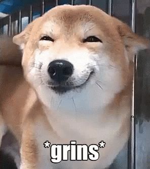 Grinsender Hund GIF - Grins Grinsen Hund - Discover & Share GIFs Shiba Inu, Animated Gif, Gif, Black