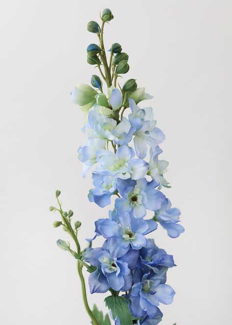 Blue Stock Flower, Blue Flowers Reference, Sky Blue Delphinium, Delphinium Flower Painting, French Blue Flowers, Blue Snapdragon Flowers, Natural Blue Flowers, Blue Larkspur Tattoo, Larkspur Flower Watercolor