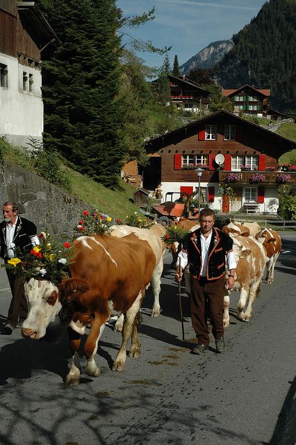 Swiss Traditions, Swiss Culture, Swiss Cows, Lauterbrunnen Valley, Lonely Mountain, Lauterbrunnen Switzerland, Rock Faces, Interlaken Switzerland, Alpine Chalet