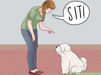 House Training A Puppy, Training A Puppy, Bichon Dog, Bichon Frise Puppy, House Training Puppies, Dog Behavior Problems, Bichon Frise Dogs, Behavior Problems, Puppy Care