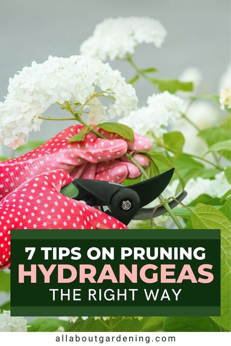 Here in this article, our gardening expert and hydrangea enthusiast takes you through each step of properly pruning your hydrangeas. Come check it out! Prune Hydrangeas, When To Prune Hydrangeas, Pruning Hydrangeas, Seedlings Indoors, Types Of Mulch, Types Of Hydrangeas, Bigleaf Hydrangea, Smooth Hydrangea, Panicle Hydrangea