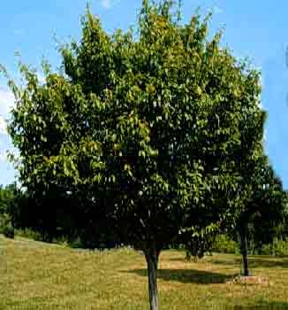 Hornbeam Tree, Michigan Gardening, Planting Guide, Living Fence, Berry Bushes, Specimen Trees, Landscaping Company, Woodland Garden, Small Yard