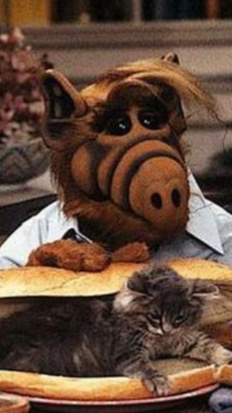 Alf 80s Cartoons, Fresh Memes, Battlestar Galactica, Gremlins, Old Tv, World Art, The Good Old Days, Cat Memes, Childhood Memories