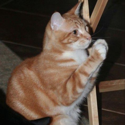 Even the Cat Prays How Precious..... Cat Praying To God, Animals Praying, Praying Cat, Worship The Lord, Cat Pictures, Praying To God, Animal Care, Kitty Cat, Cat Gif