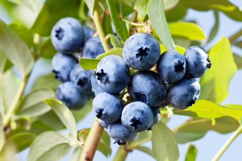 10 BEST Berries to Grow in Wyoming (2022 Guide) - The Gardening Dad Planting Blueberry Bushes, Backyard Food, Food Forest Garden, Growing Raspberries, Growing Blueberries, Berry Bushes, Organic Blueberries, Blueberry Bushes, Growing Grapes