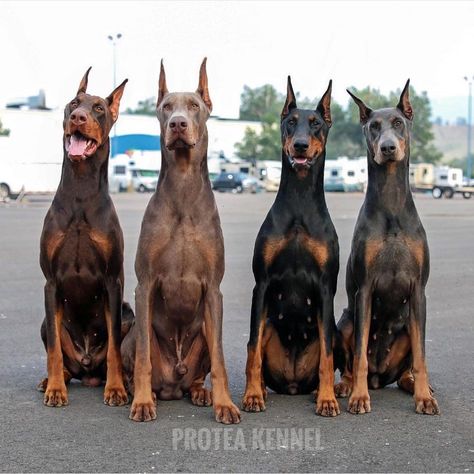 Doberman Colors, Service Dogs Breeds, European Doberman, Bully Breeds Dogs, Doberman Pinscher Dog, Dane Dog, Doberman Dogs, Dream Dog, Really Cute Dogs