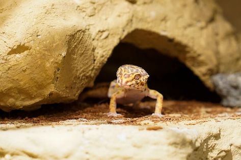 Leopard Gecko Substrate, Leopard Gecko Habitat, Leopard Gecko Tank, Gecko Habitat, Leopard Geckos, Group Of Dogs, Slate Tile, Leopard Gecko, Best Flooring