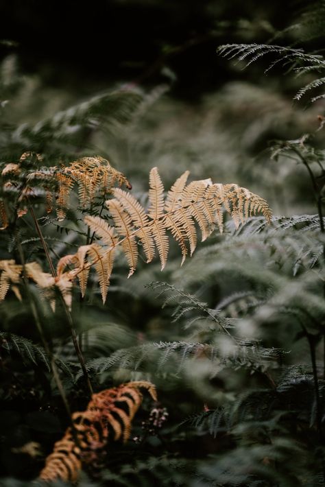 tilt shift lens photography of yellow and green plants photo – Free Fern Image on Unsplash Leaf Iphone Wallpaper, Leaf Phone Wallpaper, Wallpaper Leaf, Green Leaf Wallpaper, Geometric Iphone Case, Leaf Photography, Plants Are Friends, Oak Forest, Fern Leaves