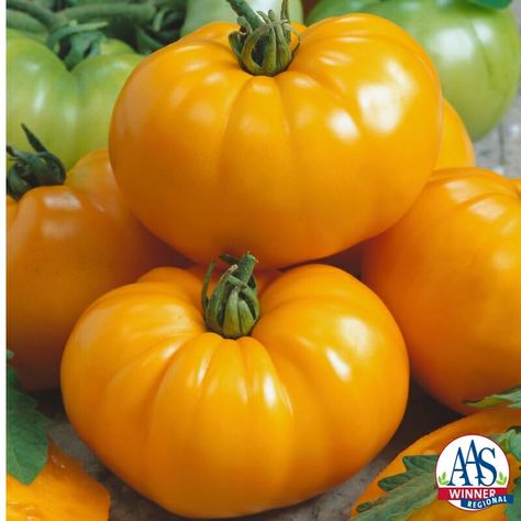 Types Of Tomatoes, Yellow Tomatoes, Beefsteak Tomato, Yellow Fruit, Taste Made, Red Tomato, Plant Spacing, Tomato Seeds, Organic Seeds