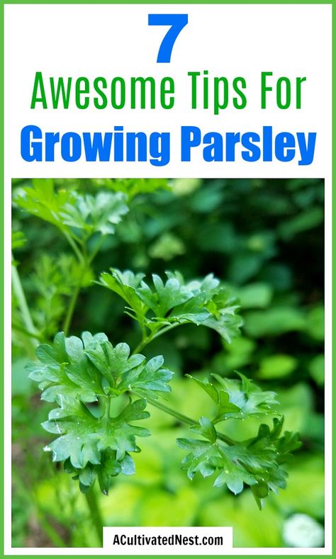 Parsley Growing, How To Grow Parsley, Grow Parsley, Medicinal Flowers, Pepper Companion Plants, Growing Parsley, Herb Growing, Parsley Plant, Gemüseanbau In Kübeln