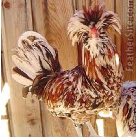 Punk rock chickens! Polish Chickens, Polish Rooster, Polish Chicken, Fancy Chickens, The Offspring, Beautiful Chickens, Crazy Bird, Chickens And Roosters, Barnyard Animals